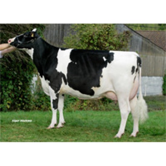 Tinh bò sữa HF-VIDOCQ/ Pháp